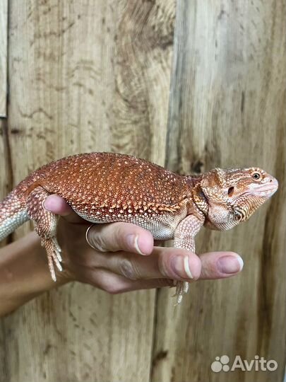 Агама красная самка