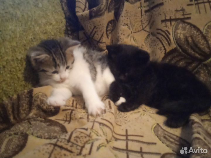 Котята
