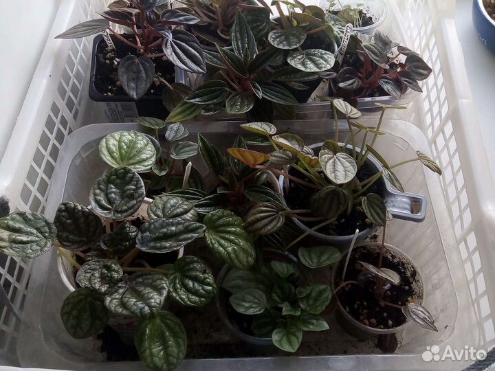 Пеперомии сортовые