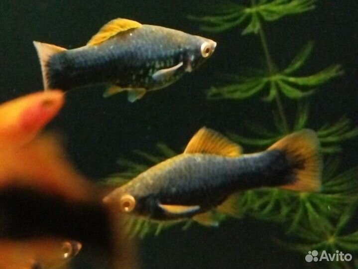 Аквариумная рыбка