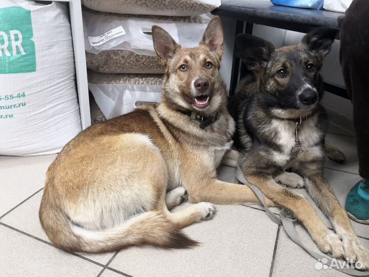 Рона и Саби в самую добрую семью