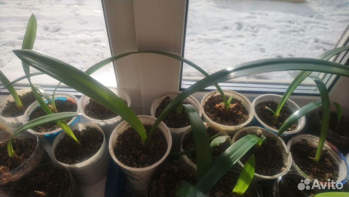 Гиппеаструм