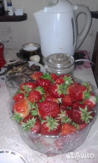 Рассада ремонтантной клубники,просто клубники