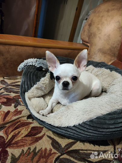 Чихуахуа мини