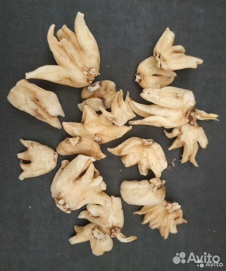 Лапчатка белая, Ятрышник, Солодка, Барбарис