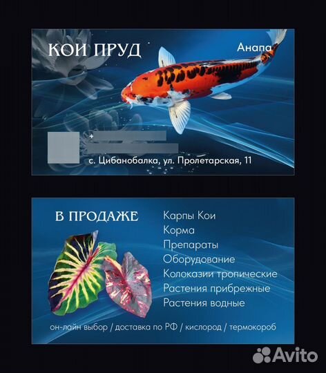 Колоказия Мохито, Белая лава, Маска Фараона, Пилар