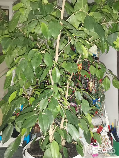 Фикус бенджамина большой