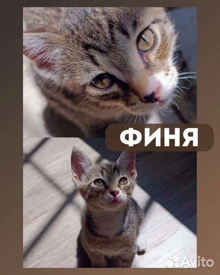 Котенок 4 месяца Настоящий грузинский кот