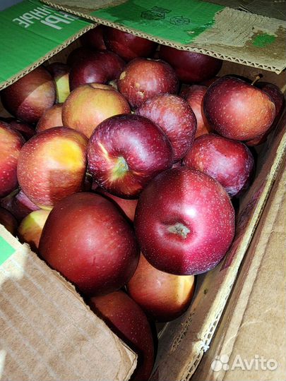 Яблоки Лобо, Антоновка, Мартовское из Мичуринска