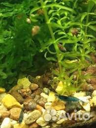 Креветки, сомики продам/обменяю