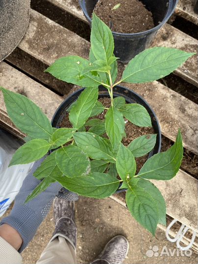 Гортензия саженцы