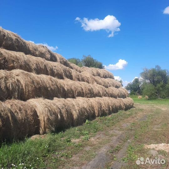 Сено в тюках
