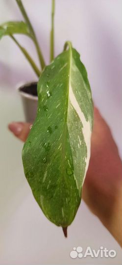 Спатифиллум домино