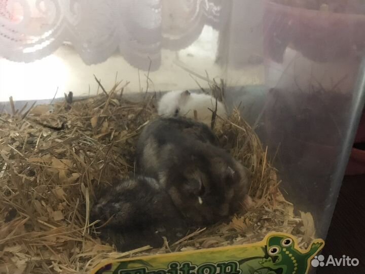 Джунгарский хомяк бесплатно