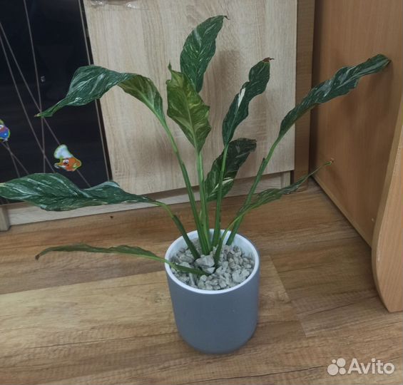 Спатифиллум