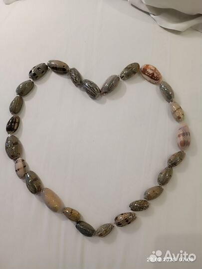 Ракушки морские