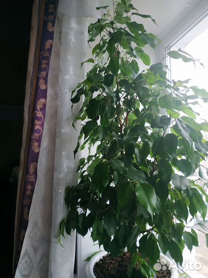 Фикус бенджамина большой