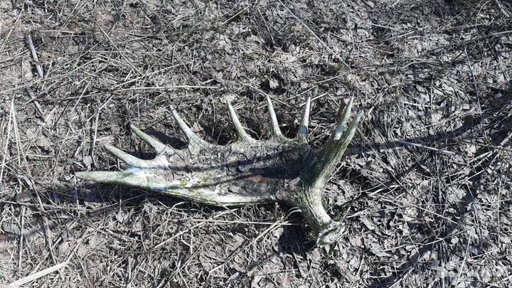 Рога и Меха