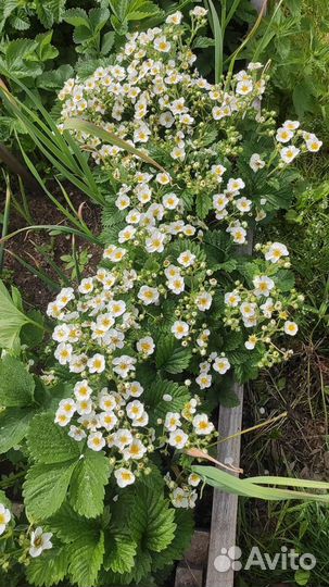 Земклуника Пенелопа