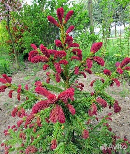 Хвойные растения