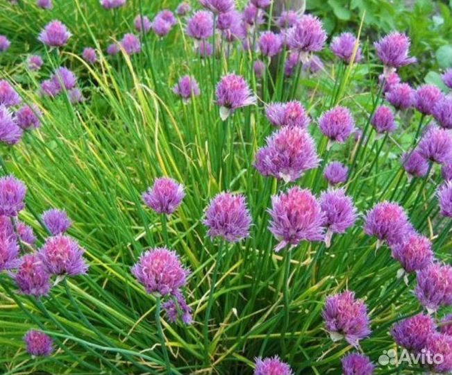 Лук шнитт многолетний кустиком