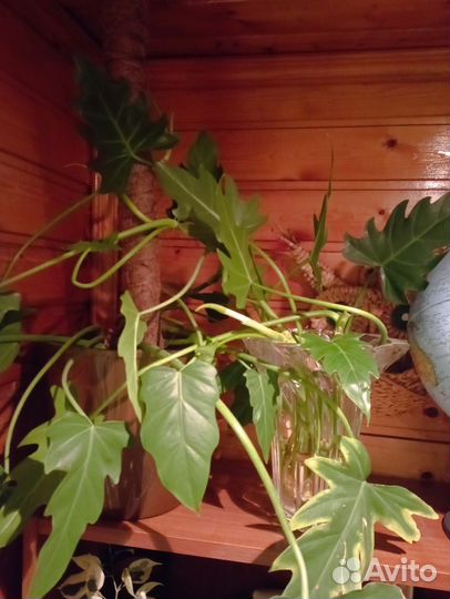 Филодендрон