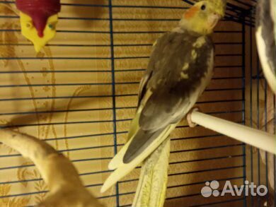 Попугай Корелла птенец