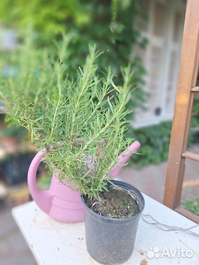 Розмарин в горшке