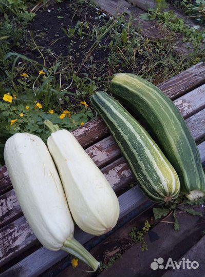 Кабачки, цукине