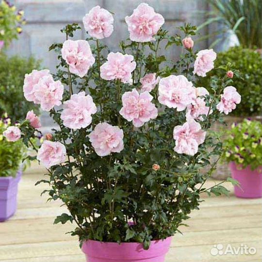 Гибискус махровый