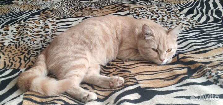 Кошка в добрые руки