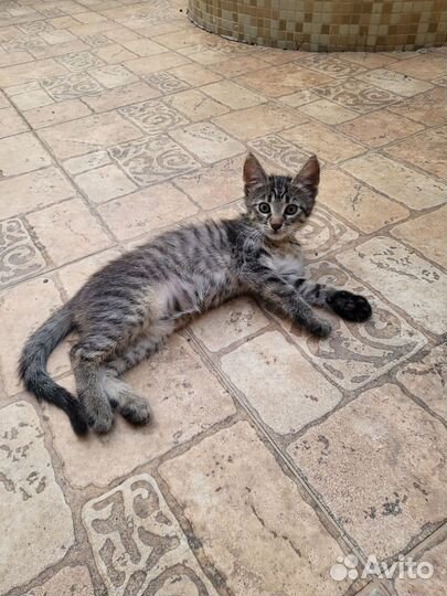 Отдам котенка