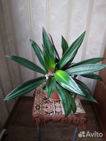 Традесканция