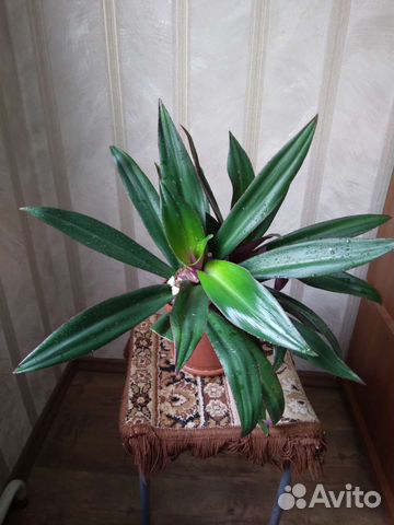 Традесканция