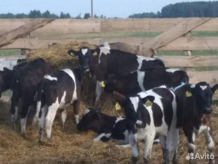 Бычки телята