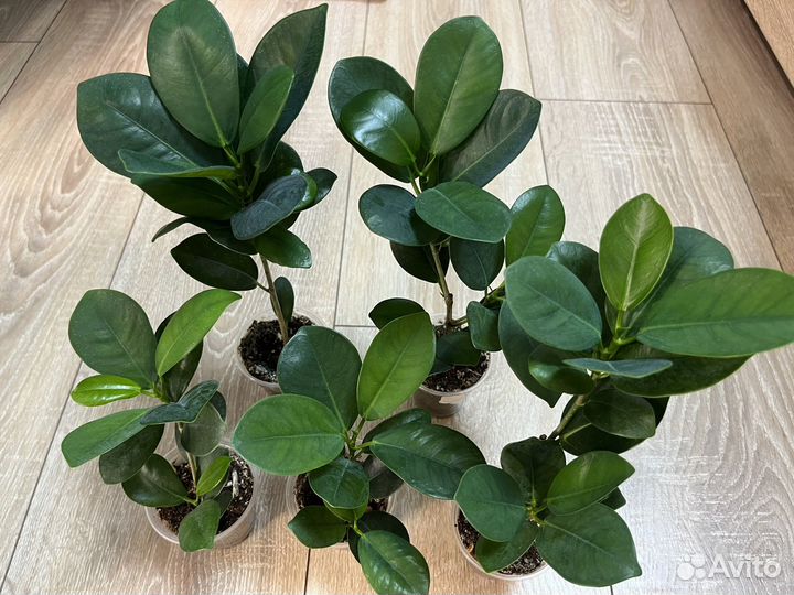 Фикусы коллекционные