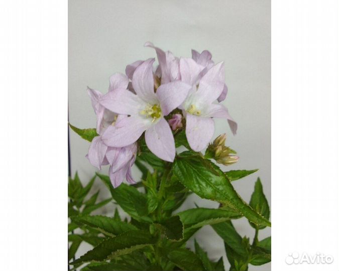 Колокольчик молочноцветковый Loddon Anna