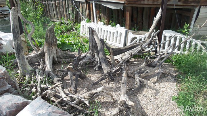 Коряги и корни