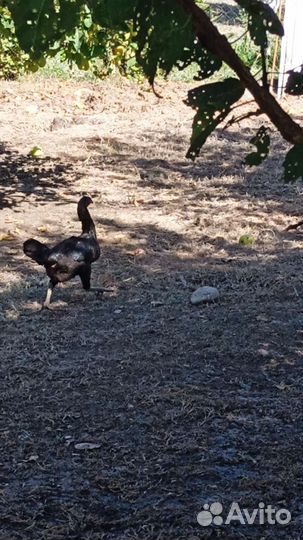 Бойцовые куры