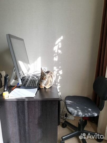 Ориентальная кошка в добрые руки