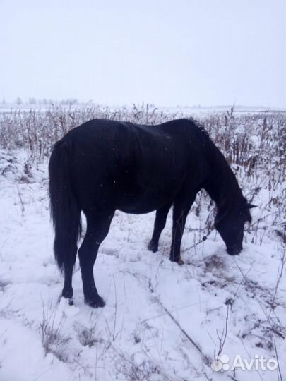 Лошадь кабыла жеребенок