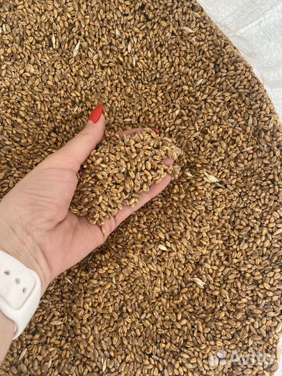 Пшеница на корм животным