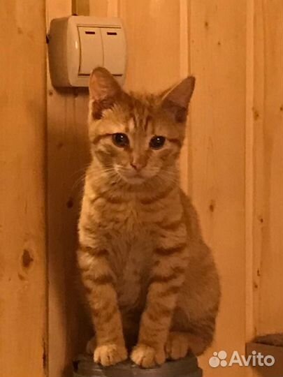 Рыжее счастье в дом