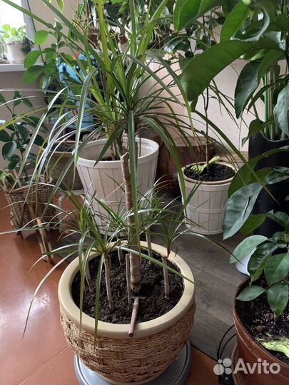Драцена,сингониум,хойя