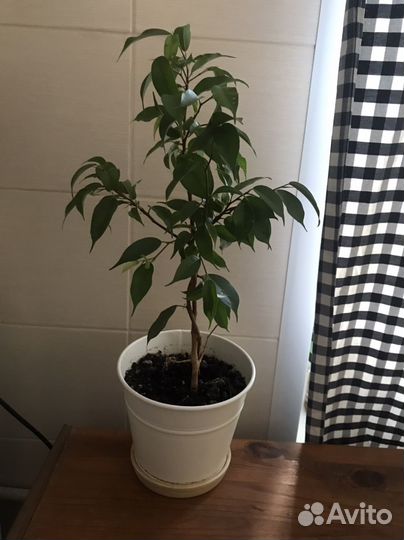 Фикус бенджамина