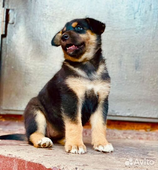 Щенки сибирской хаски