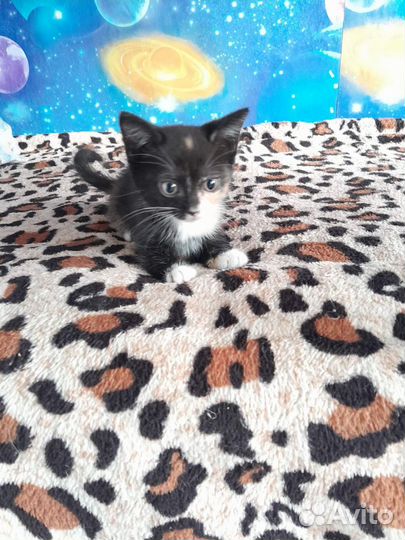Котенок
