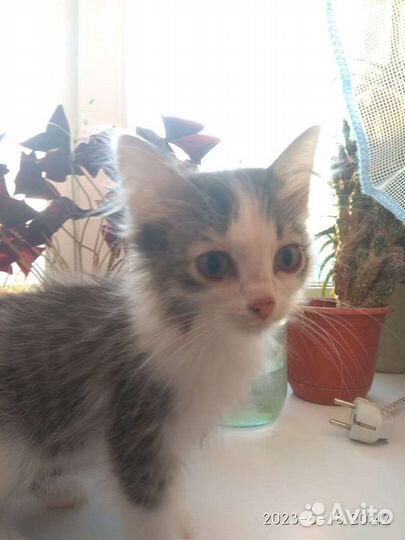 Котёнок в добрые руки