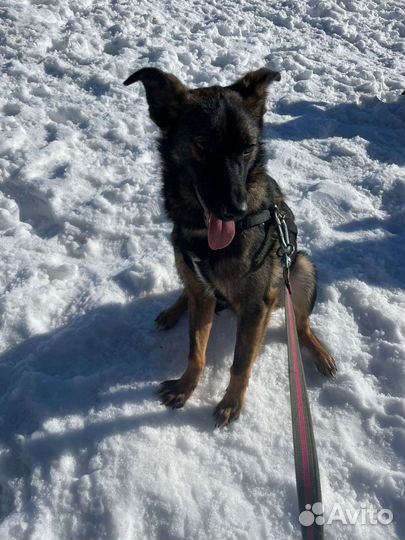 Собака приюта