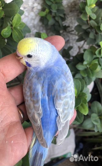 Птенцы волнистого попугайчика радужного окраса